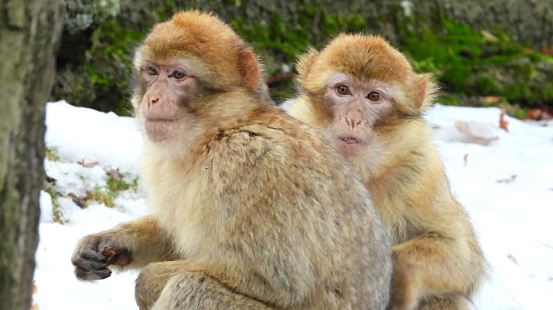 Tlupa makaků v chomutovském zooparku se rozrostla o dvě samice